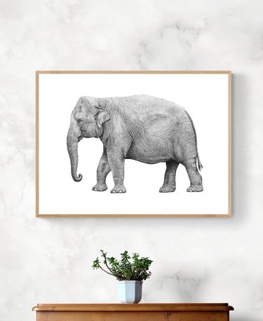 Wildlife Art - Asian elephant