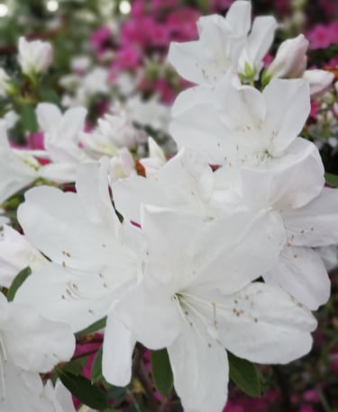 Springtime Azaleas at First Methodist
