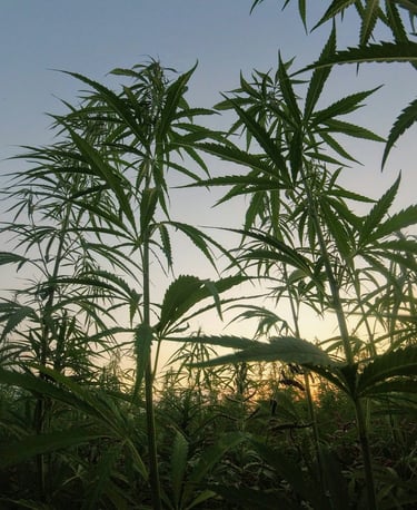 cannabis-field-buds