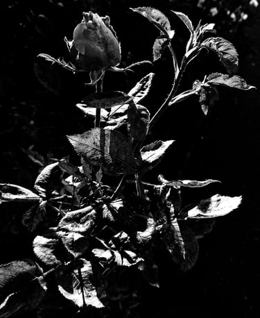 Rose. Sony Xperia XZ Premium