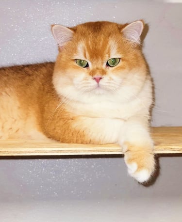 Parents of our BSH Cattery-www.prettybrity.com