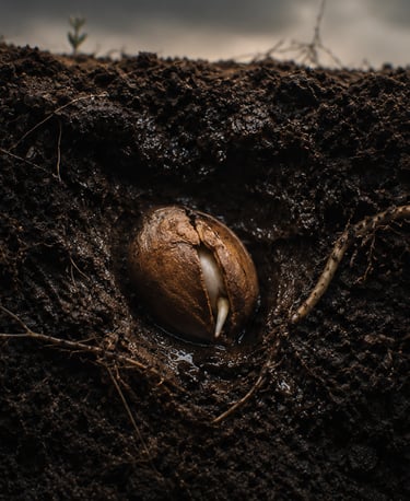 Seed coat cracking beneath the soil