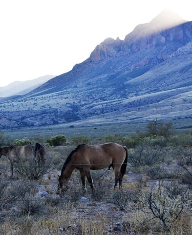 2 brown horses grazing near fence at the base of the Chiracahua Mountains in Arizona