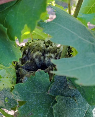 polluelos en viñedos en Mallorca biodiversidad