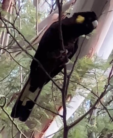 A yellow feather black cockatoo sitting on a branch in the forest