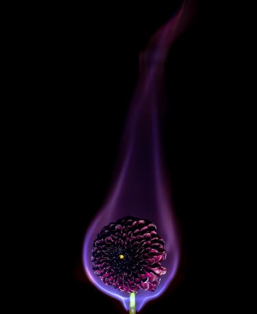 a flower with a purple flame, burning flower, black dahlia