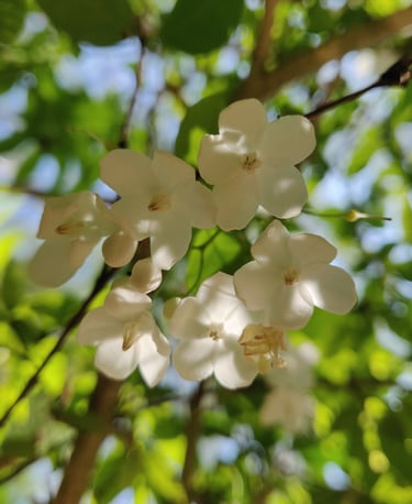 Water Jasmine