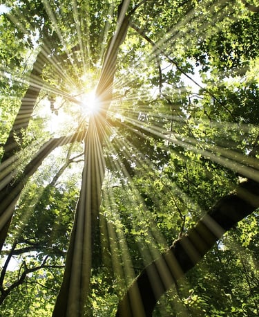 Photo de rayons de soleil qui passent entre des arbres