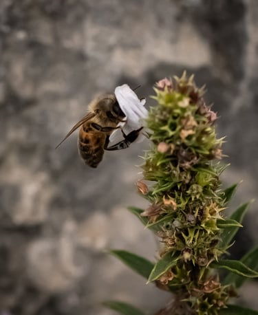 Abeille mellifère