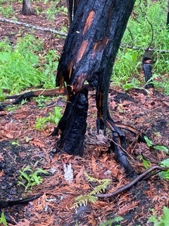 Fire Burned Tree in Tappen