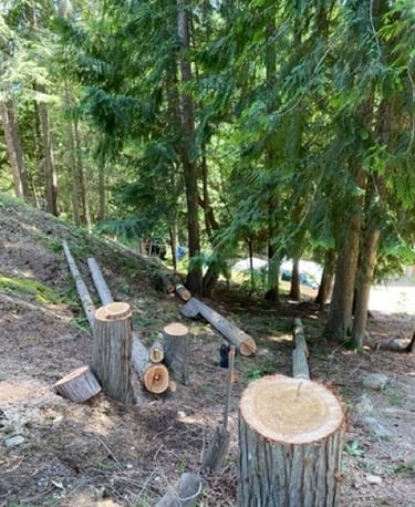 Difficult slope tree removal Scotch Creek