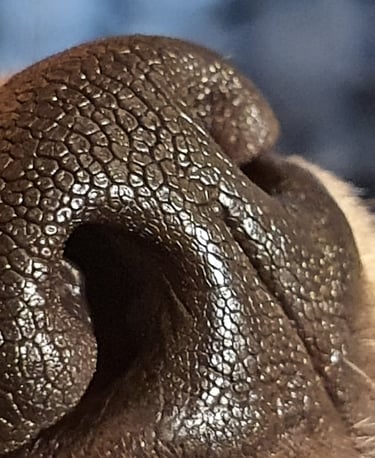 olfaction nosework flair détection recherche