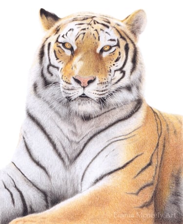 Tiger drawing in colored pencil on white background