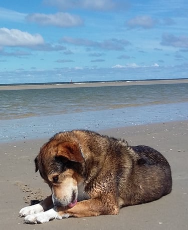 a dog laying on the beach