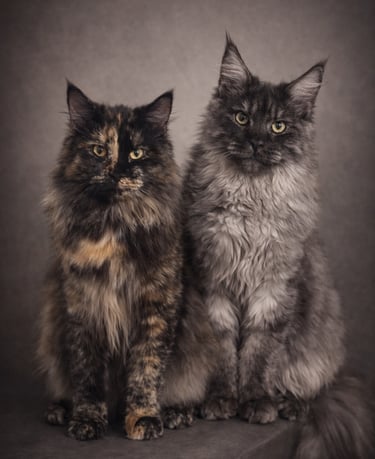 Siberien et Maine Coon de l'élevage des rives de riss