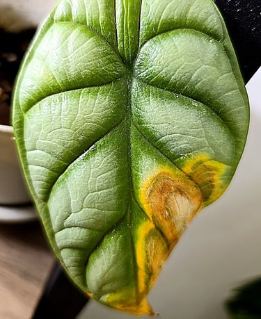 Alocasia Silver Dragon with nutrient burnt leaf tip