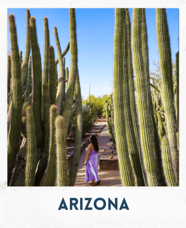 cactus, cacti, phoenix, arizona, big cactus, a girl standing in front of a cactus plant