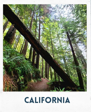 california, redwoods, redwood national park, tall trees