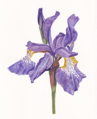 Watercolour painting of a purple iris flower with white background