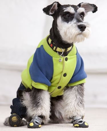 Un perro schnauzer miniatura con una chaqueta polar verde y azul y botas protectoras para perros.