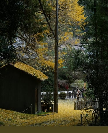 chemin menant à une clairière  , comme une invitation à  exploration de soi