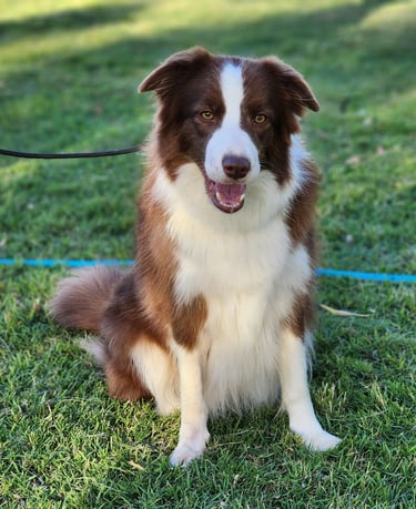 chocolate and white border collie dam