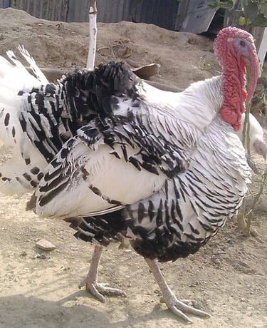 Turkey Image