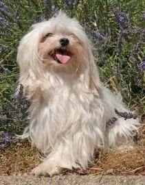happy dog smiling 