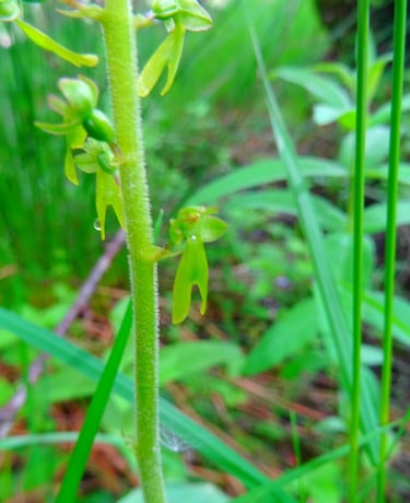 Listera ovata en sous bois humide