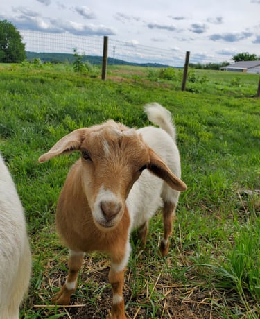 4H Fainting Goats for Showing