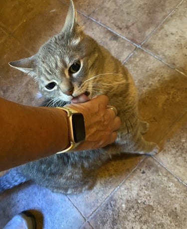 Chat qui lèche une main à la pension Un Rêve de Chat