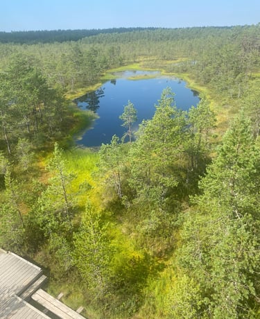Bog (Marais) - Estonie