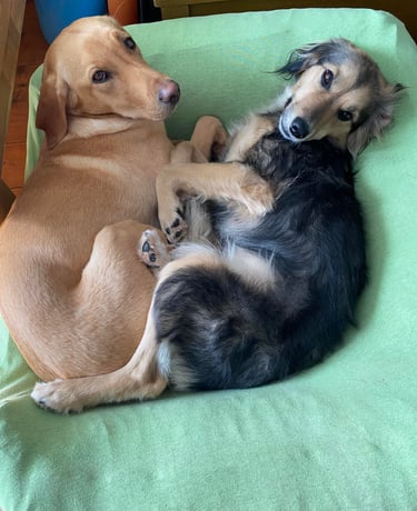 Nele und Winni warten in ihrem Körbchen auf ihren Einsatz