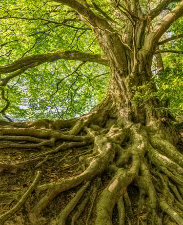 Centering and Grounding. Purification. Aura and Chakra Systems, Aura Maintenance, Centering and Grou