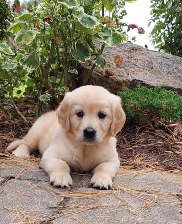 Chiot golden retriever blanc, câlin et doux, prêt à être adopté.