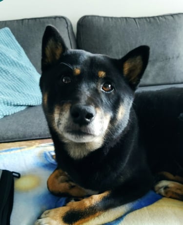 un chien couché sur une couverture sur un canapé