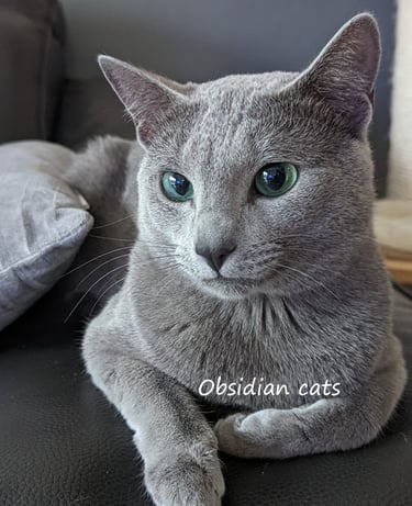 elevage de chat bleu russe