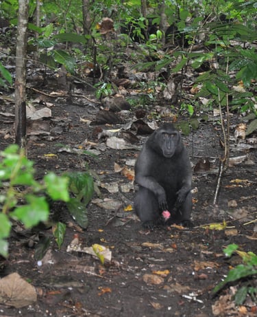 cerested macaque in the Tangkoko Nature Reserve in sulawesi, indonesia