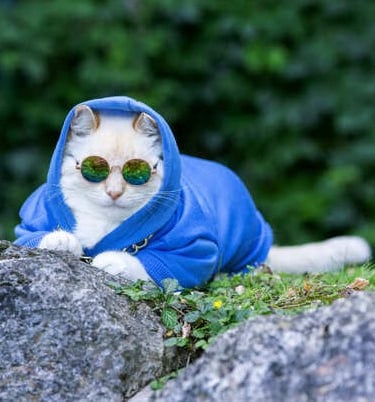 Un gato blanco que lleva una sudadera con capucha azul y gafas de sol redondas está sentado al aire 
