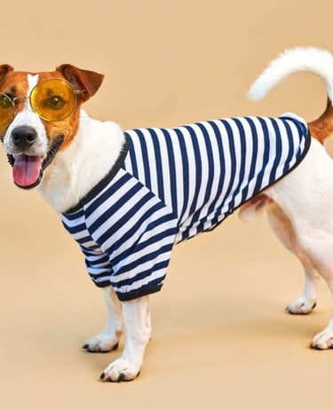 Jack Russell Terrier con playera de rayas diseño único