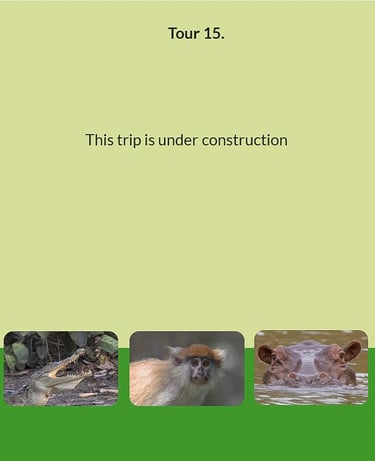 Flyer Tour 15 – bird photography Gambia tour (under construction). This trip is still in development