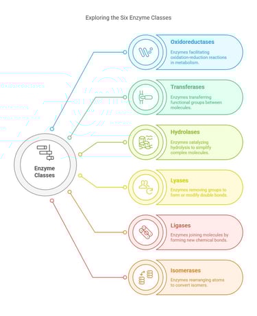 classes of enzymes