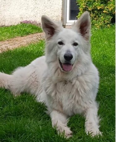 photot d'un chien berger blanc suisse
