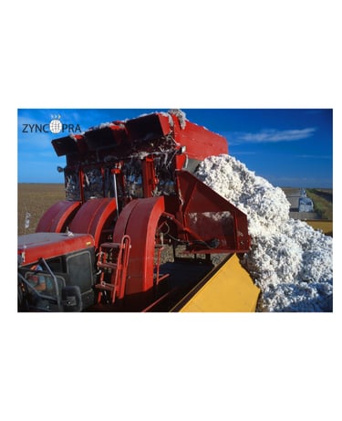 Turkish cotton harvest for textiles.