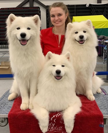 Samoyed puppies for sale in New York