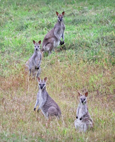 4 wallabies 