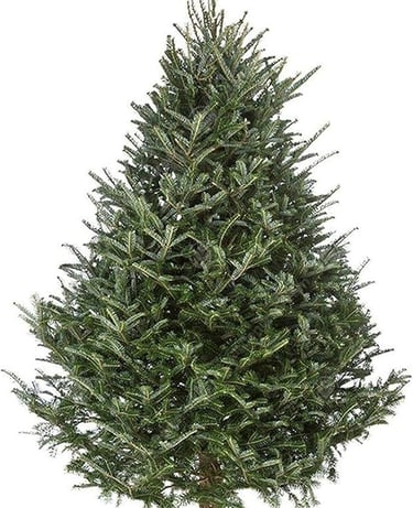FRAZER FIR , christmas tree with a white background