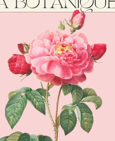 a pink rose with a pink background and a pink rose