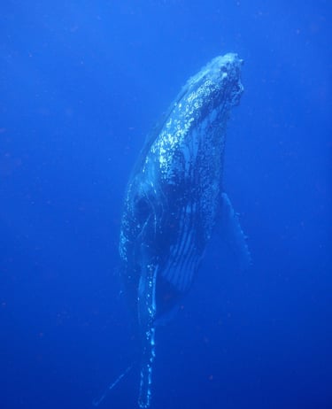 snorkelling with humpback whales in Vava'u, The Kingdom of Tonga