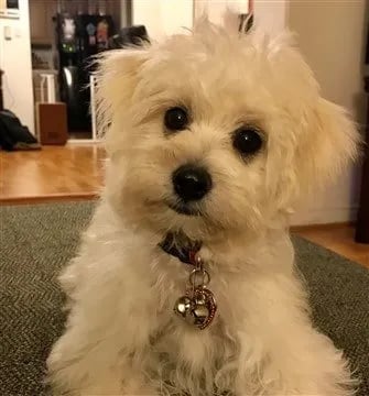 cute maltipoo puppy on the carpet